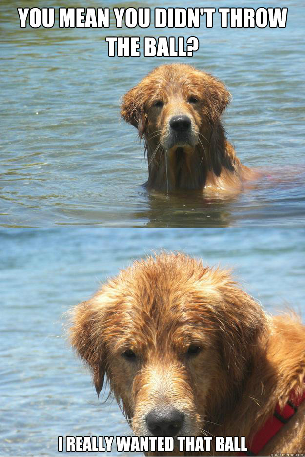 You mean you didn't throw the ball? I really wanted that ball  Disappointed Dog