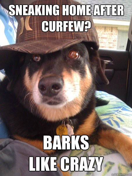 sneaking home after
curfew? barks 
like crazy - sneaking home after
curfew? barks 
like crazy  Misc