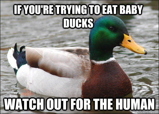 If you're trying to eat baby ducks Watch out for the human  Actual Advice Mallard