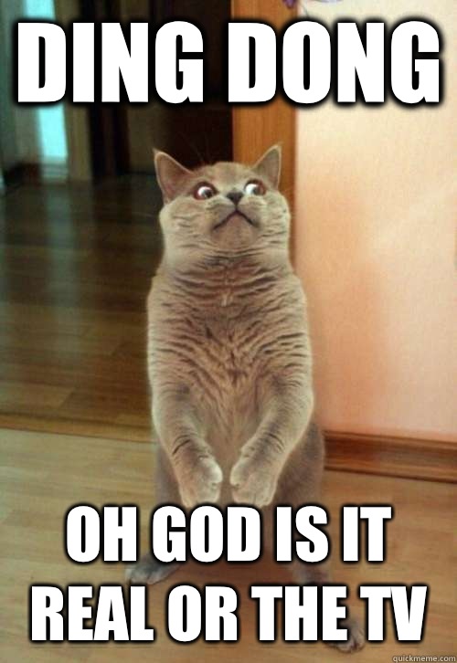 DING DONG OH GOD is it real or the tv  Horrorcat