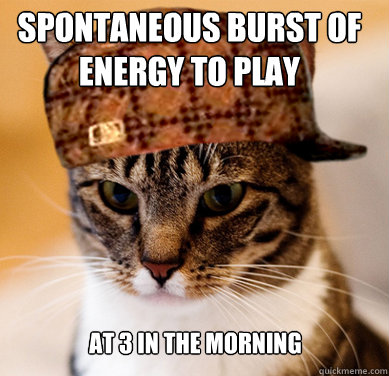 spontaneous burst of energy to play at 3 in the morning  Scumbag Cat