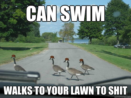 Can swim walks to your lawn to shit  Scumbag Geese