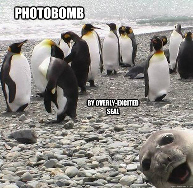 Photobomb by overly-excited seal - Photobomb by overly-excited seal  Overly Excited Seal