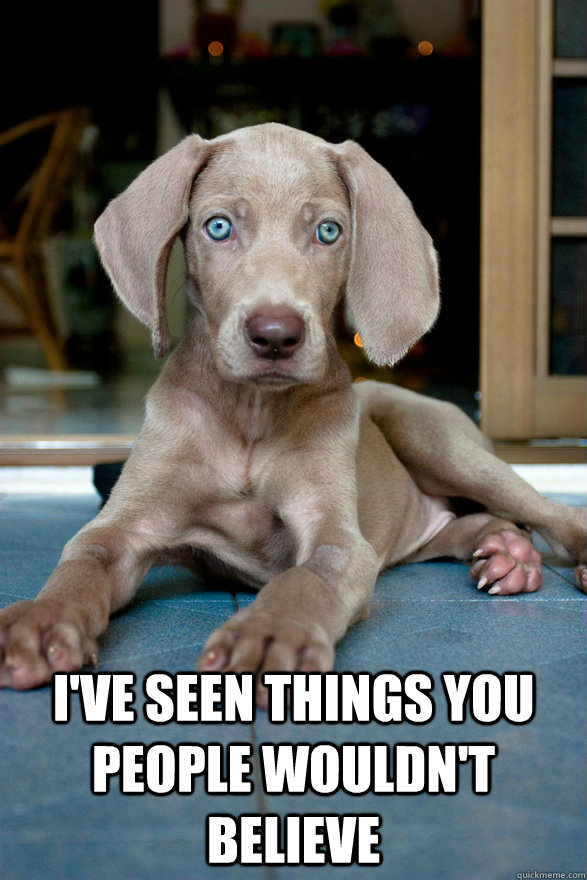 
 I've seen things you people wouldn't believe  Trauma dog