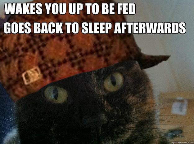 WAKES YOU UP TO BE FED GOES BACK TO SLEEP AFTERWARDS  Scumbag Cat
