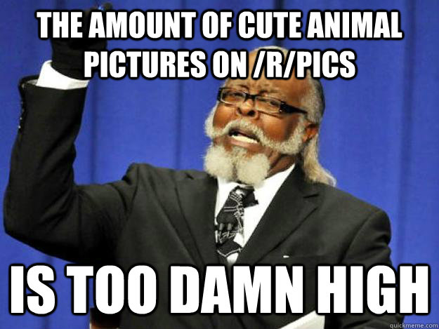 The amount of cute animal pictures on /r/pics is too damn high  Toodamnhigh