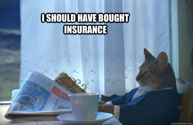 I should have bought insurance  Sophisticated Cat