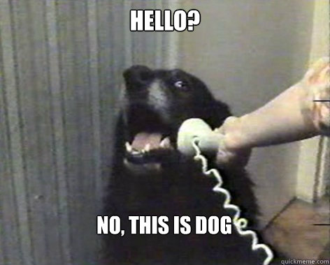 Hello? No, this is dog  yes this is dog