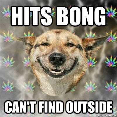 Hits bong Can't find outside - Hits bong Can't find outside  Stoner Dog