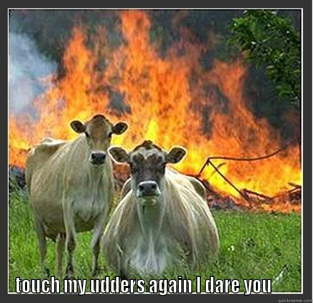  TOUCH MY UDDERS AGAIN I DARE YOU        Evil cows