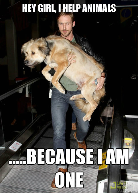 Hey girl, i help animals .....because I am one - Hey girl, i help animals .....because I am one  Hey Girl Dog