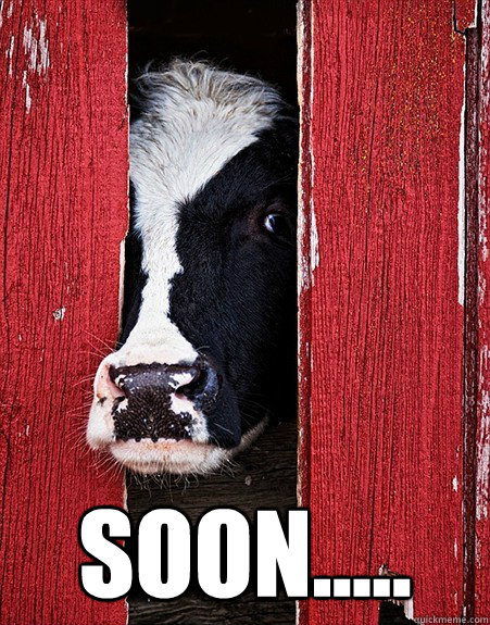  soon..... -  soon.....  scary cow