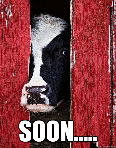  soon.....  scary cow