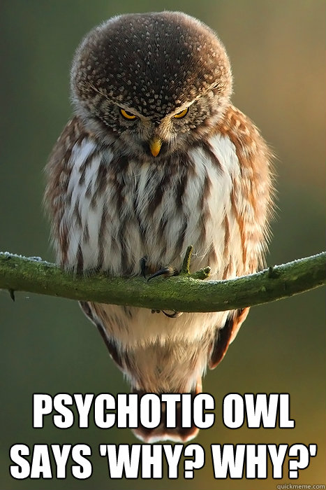  Psychotic Owl says 'Why? Why?'  