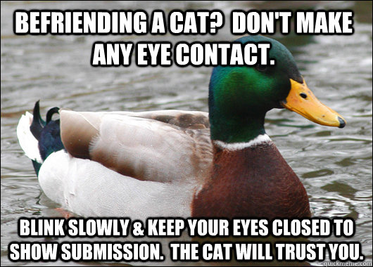 BEFRIENDING A CAT?  DON'T MAKE ANY EYE CONTACT. BLINK SLOWLY & KEEP YOUR EYES CLOSED TO SHOW SUBMISSION.  THE CAT WILL TRUST YOU.  Actual Advice Mallard