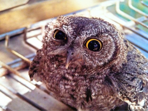 There was a fire fight!!! -   Skeptical Owl