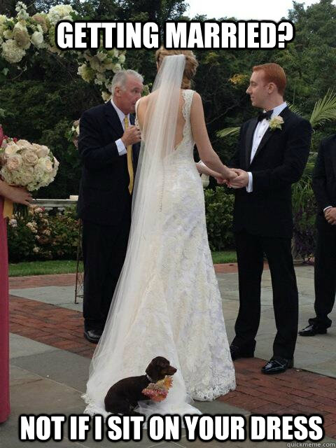 Getting married? Not if I sit on your dress - Getting married? Not if I sit on your dress  Overly Attached Dog