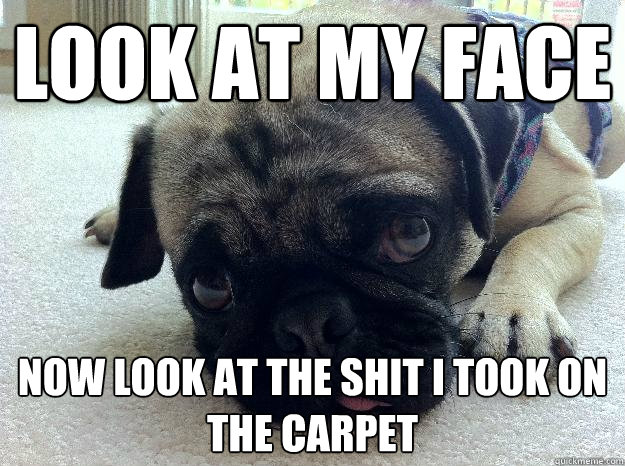 Look at my face now look at the shit i took on the carpet  Pooping pug