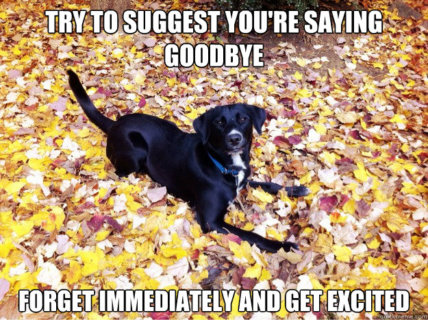 try to suggest you're saying goodbye Forget immediately and get excited - try to suggest you're saying goodbye Forget immediately and get excited  Guilt Giving Good Dog