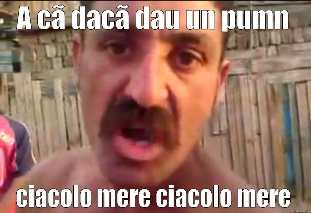 A CÃ DACÃ DAU UN PUMN CIACOLO MERE CIACOLO MERE Misc