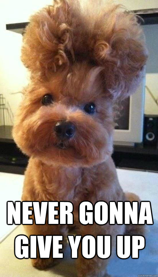  Never gonna give you up -  Never gonna give you up  Rick Astley Dog