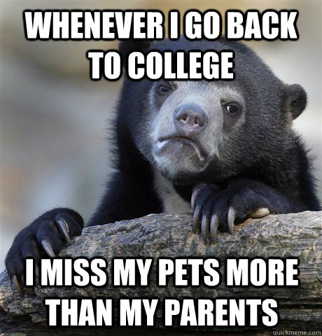 Whenever I go back to college  I miss my pets more than my parents  Confession Bear
