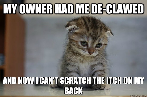 my owner had me de-clawed and now i can't scratch the itch on my back - my owner had me de-clawed and now i can't scratch the itch on my back  Sad Kitten