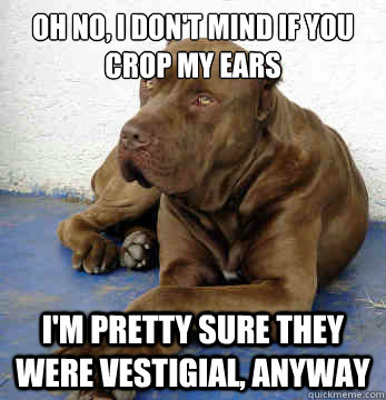 Oh no, I don't mind if you crop my ears I'm pretty sure they were vestigial, anyway  