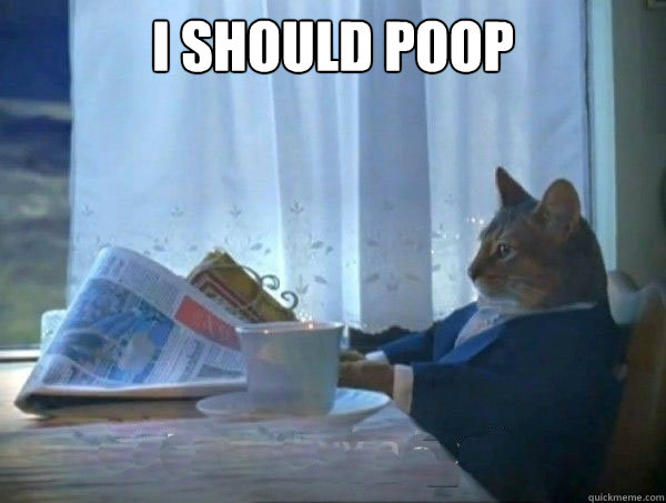 I should poop   morning realization newspaper cat meme