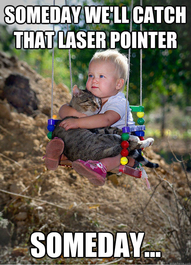 Someday we'll catch that laser pointer   Someday...  Someday