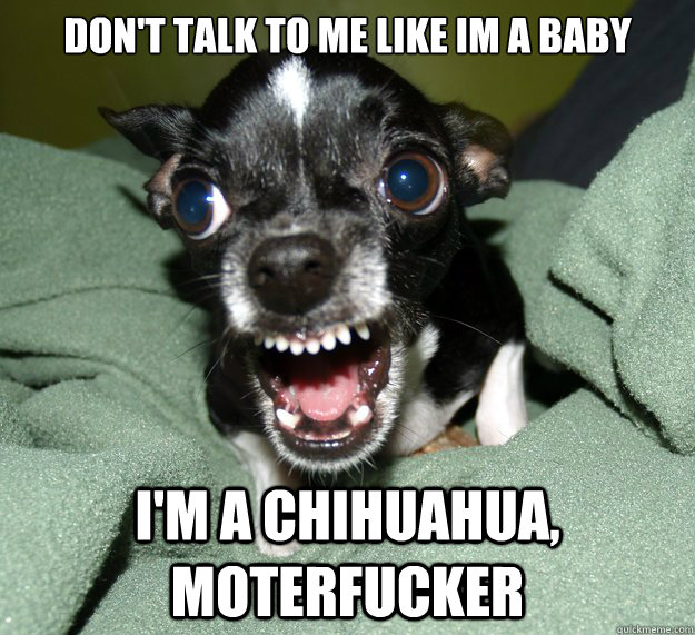 don't talk to me like im a baby i'm a chihuahua, moterfucker  Chihuahua Logic