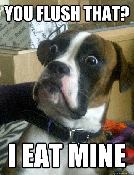 you flush that? i eat mine  Baffled boxer