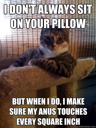 I don't always sit on your pillow but when I do, I make sure my anus touches every square inch  The Most Interesting Cat in the World
