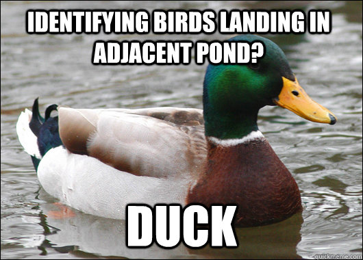 Identifying birds landing in adjacent pond? Duck  Actual Advice Mallard