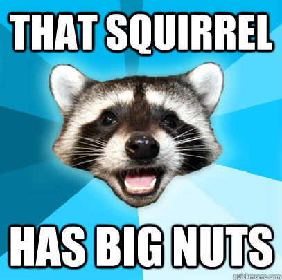 THAT SQUIRREL  HAS BIG NUTS  Lame Pun Coon