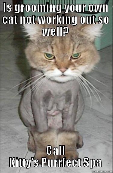 IS GROOMING YOUR OWN CAT NOT WORKING OUT SO WELL? CALL KITTY'S PURRFECT SPA Misc