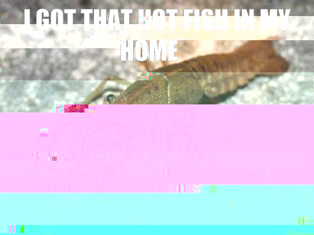 I got that hot fish in my home You know how many hot fishes I own?  that fish cray