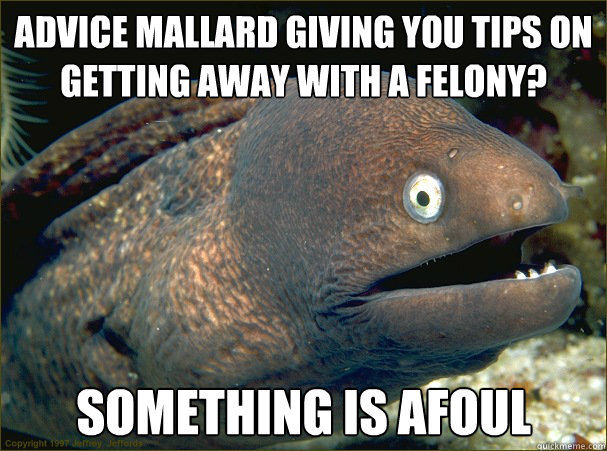 Advice mallard giving you tips on getting away with a felony? something is afoul  Bad Joke Eel