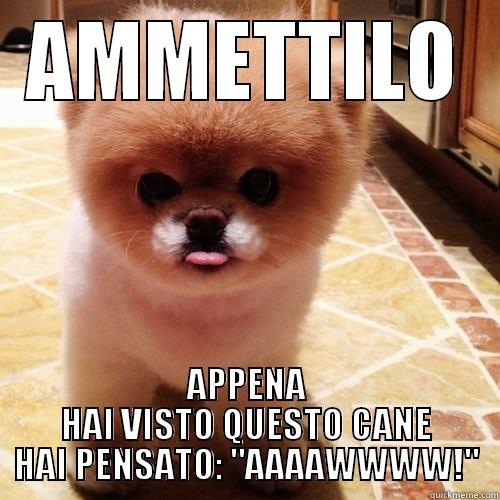 AMMETTILO APPENA HAI VISTO QUESTO CANE HAI PENSATO: 