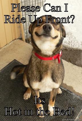 PLEASE CAN I RIDE UP FRONT? ITS HOT IN THE BED! Good Dog Greg