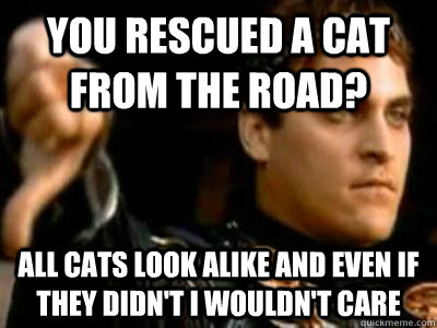 you rescued a cat from the road? all cats look alike and even if they didn't i wouldn't care  Downvoting Roman