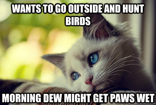 Wants to go outside and hunt birds morning dew might get paws wet - Wants to go outside and hunt birds morning dew might get paws wet  First World Cat Problems