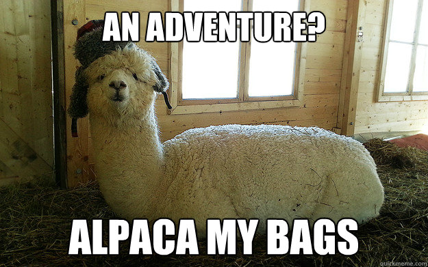 An adventure? alpaca my bags  Llama