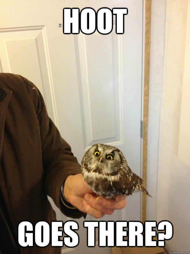 Hoot Goes There?  