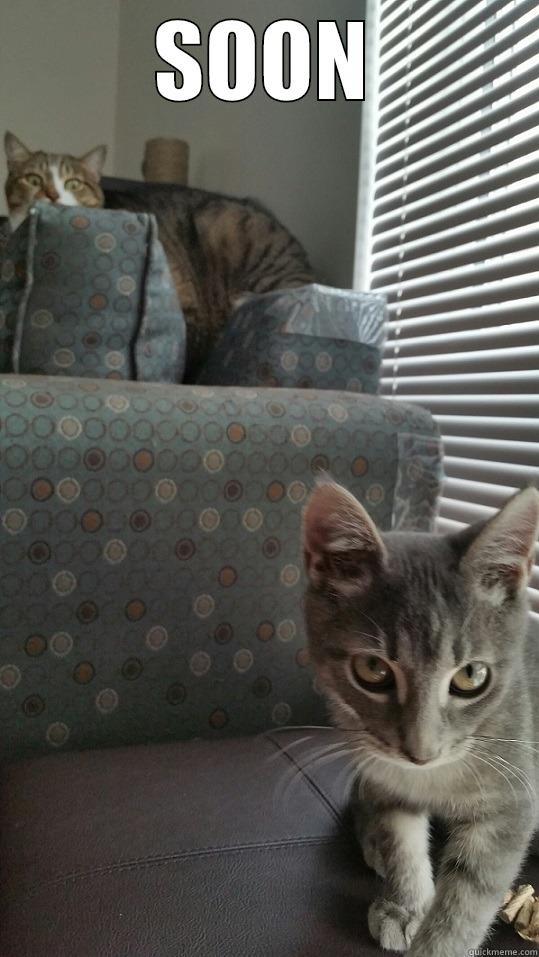 Soon -- Cats - SOON  Misc