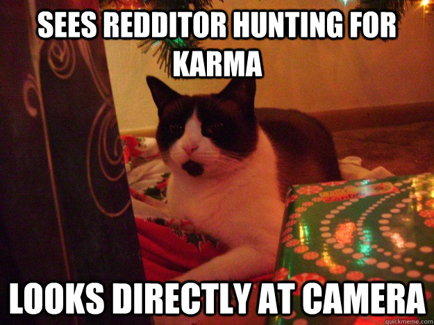 sees redditor hunting for karma looks directly at camera  Karma Cat Jade