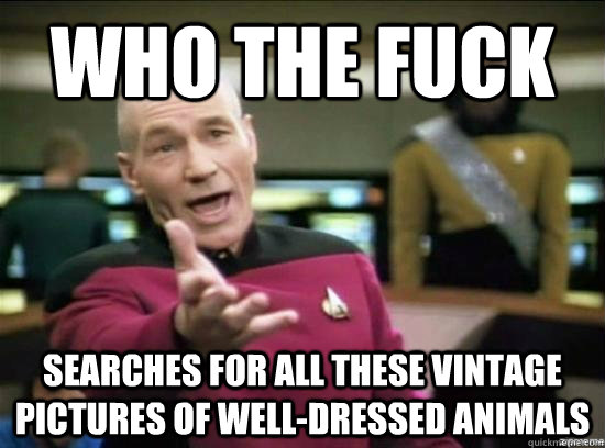 Who the fuck searches for all these vintage pictures of well-dressed animals  Annoyed Picard HD