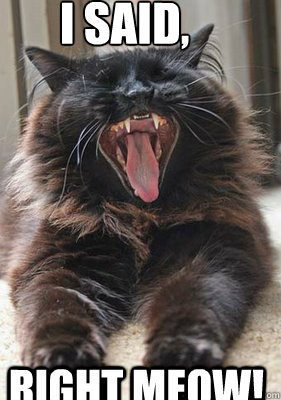 I Said, right meow! - I Said, right meow!  Right Meow Cat