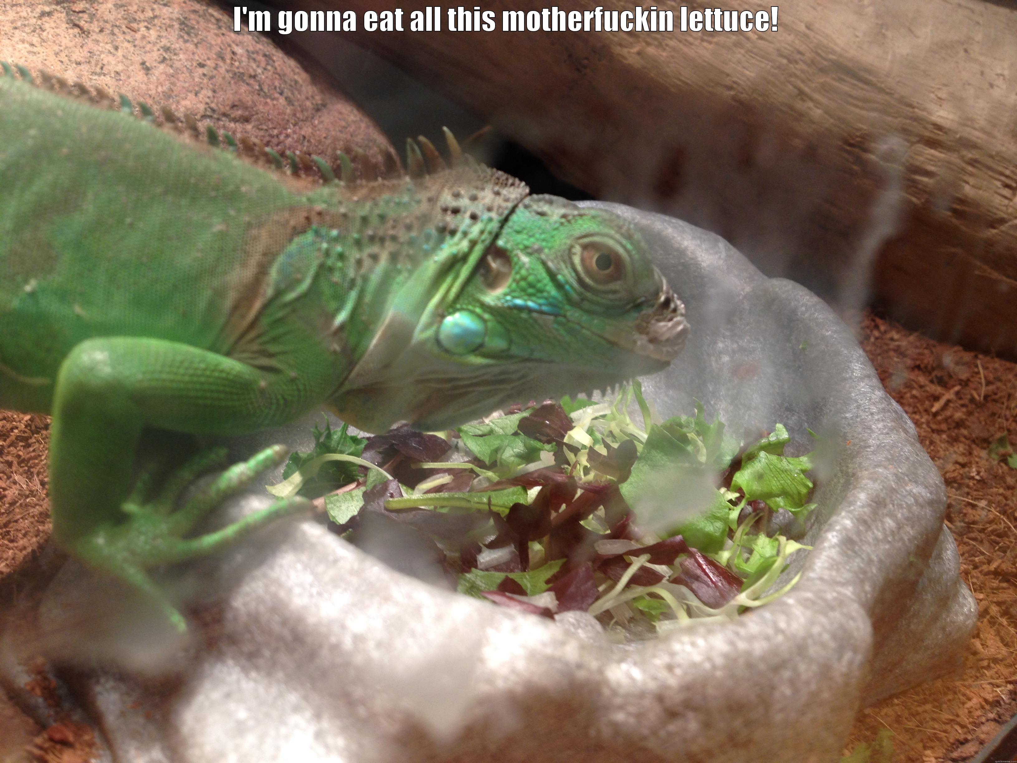 I'M GONNA EAT ALL THIS MOTHERFUCKIN LETTUCE!  Misc