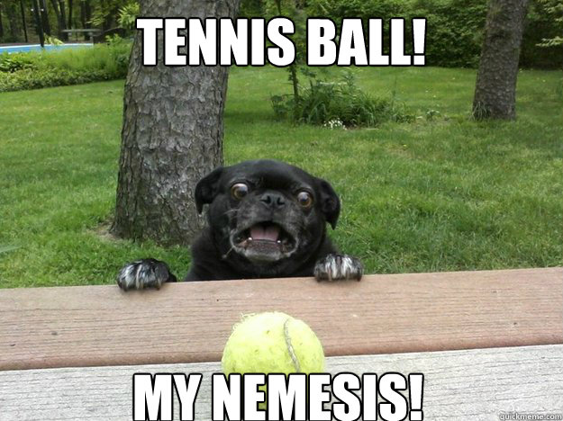 tennis ball! my nemesis!  Berks Dog
